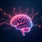 Conexiones cerebrales