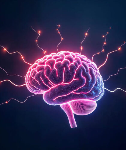 Conexiones cerebrales