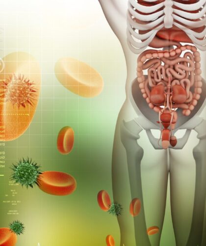 Esquema de un sistema digestivo