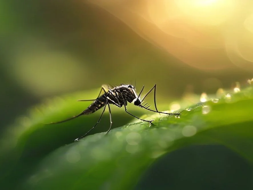 Off Family repelente líquido: Protege a tu familia de picaduras de insectos - detalle